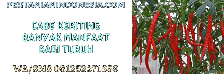 cabai,cabai keriting,manfaat,nutrisi,tubuh